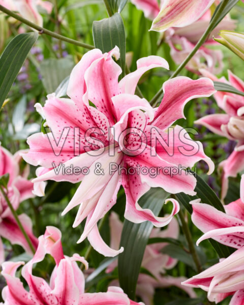 Lilium Magic Star Lilium Magic Star