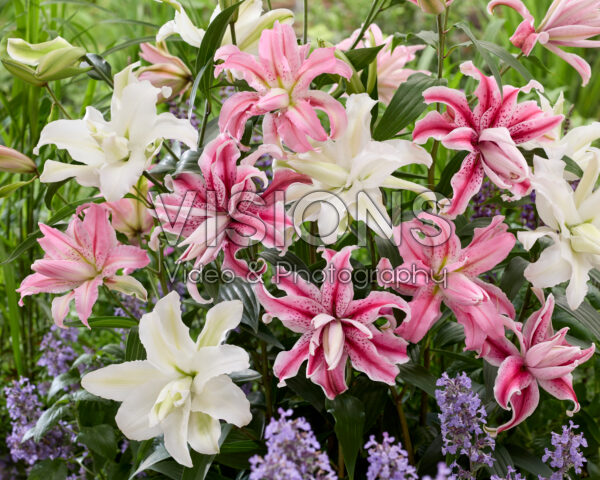 Lilium Oriental mix Lilium Oriental mix