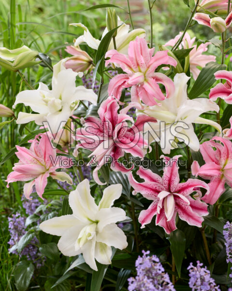 Lilium Oriental mix Lilium Oriental mix