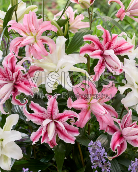 Lilium Oriental mix Lilium Oriental mix