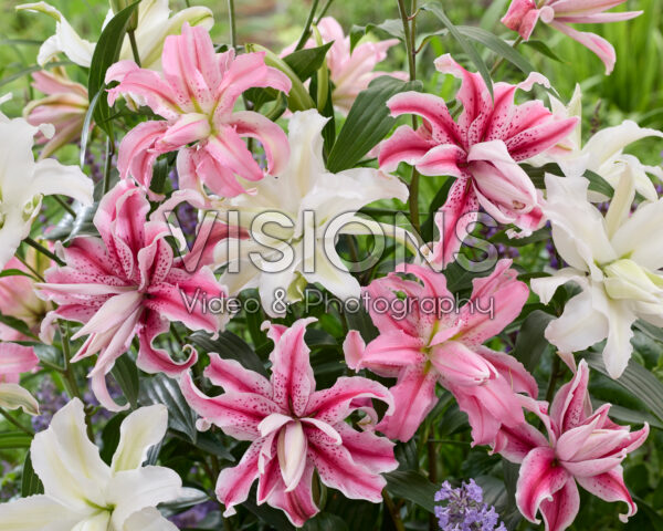 Lilium Oriental mix Lilium Oriental mix