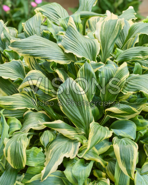 Hosta Deliverance Hosta Deliverance