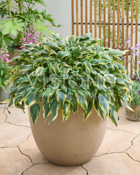 Hosta Deliverance Hosta Deliverance