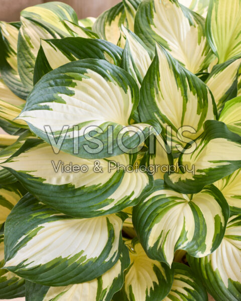 Hosta 20-031-01 Hosta 20-031-01
