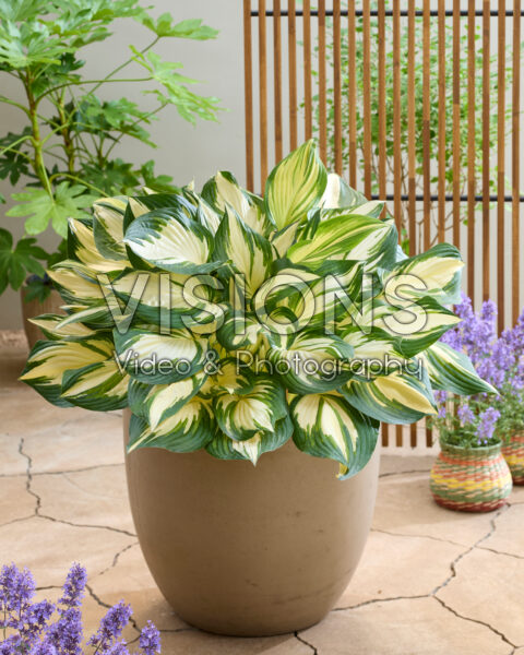 Hosta Golden Tower