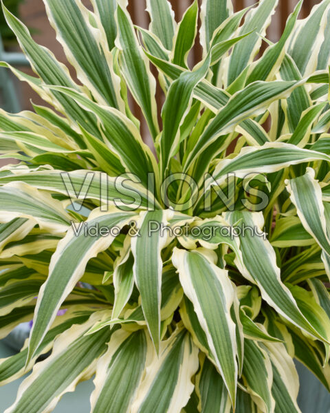 Hosta Syncopated Harmony Hosta Syncopated Harmony