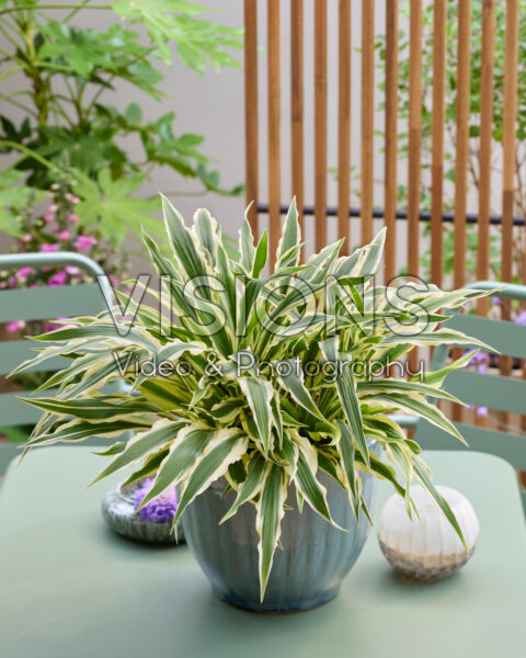 Hosta Syncopated Harmony Hosta Syncopated Harmony