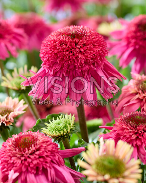 Echinacea Delicious Strawberry Echinacea Delicious Strawberry