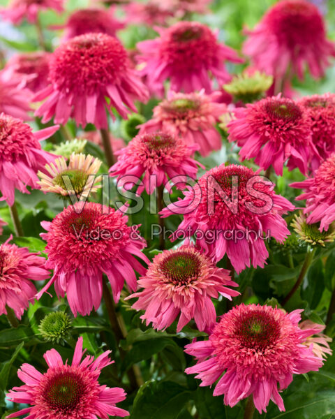 Echinacea Delicious Strawberry Echinacea Delicious Strawberry