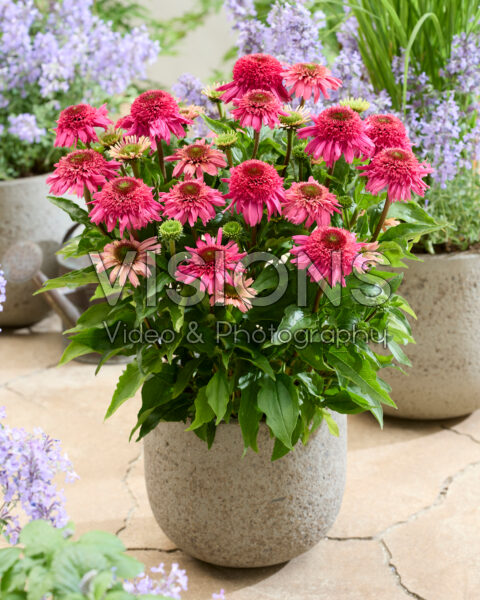 Echinacea Delicious Strawberry Echinacea Delicious Strawberry