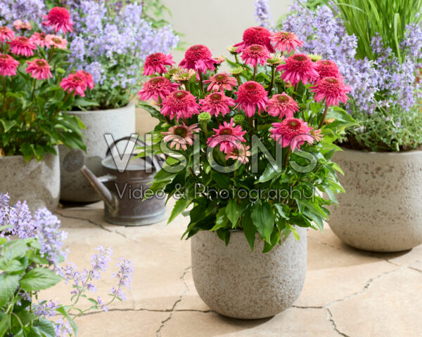 Echinacea Delicious Strawberry Echinacea Delicious Strawberry