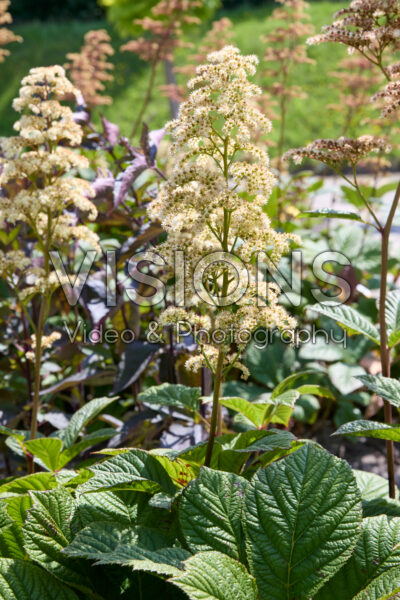 Rodgersia Rodgersia