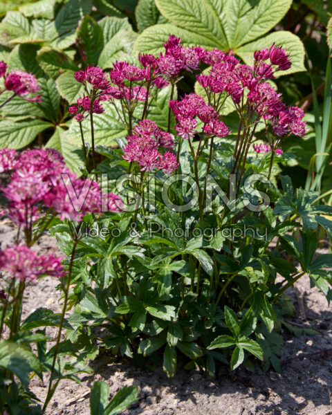Astrantia major 18-001-04 Astrantia major 18-001-04