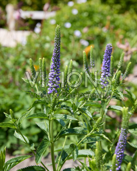 Veronica spicata First Glory Veronica spicata First Glory