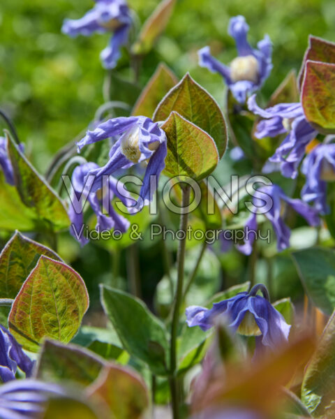 Clematis Stand by Me