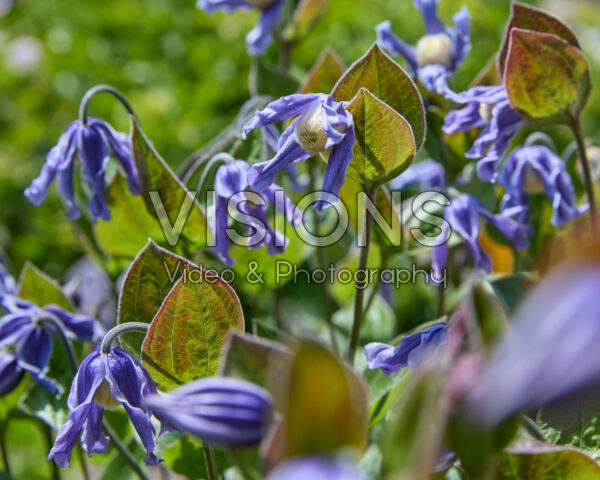 Clematis Stand by Me Clematis Stand by Me