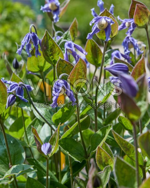 Clematis Stand by Me Clematis Stand by Me