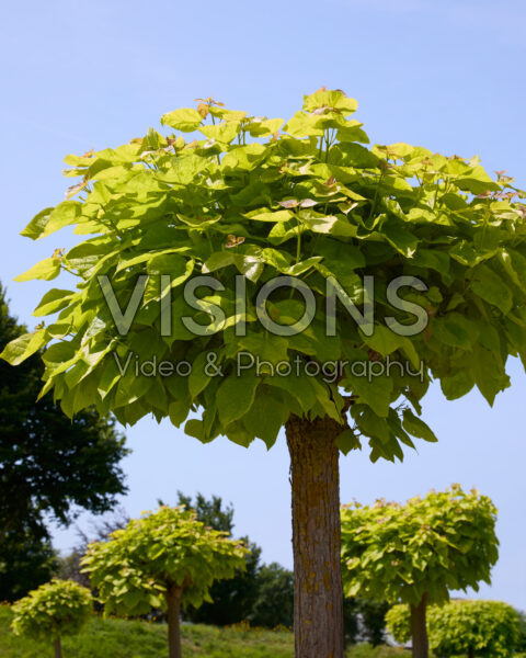 Catalpa bignonioides Aurea Catalpa bignonioides Aurea