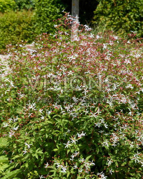 Gillenia trifoliata Gillenia trifoliata