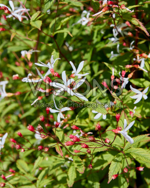 Gillenia trifoliata Gillenia trifoliata