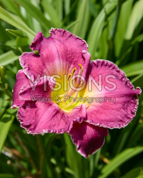 Hemerocallis Bettylen Hemerocallis Bettylen