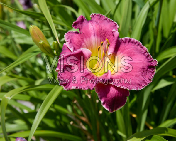 Hemerocallis Bettylen Hemerocallis Bettylen