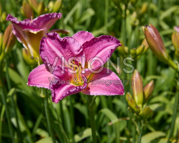 Hemerocallis Hemerocallis