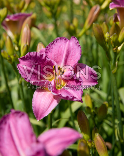 Hemerocallis Hemerocallis