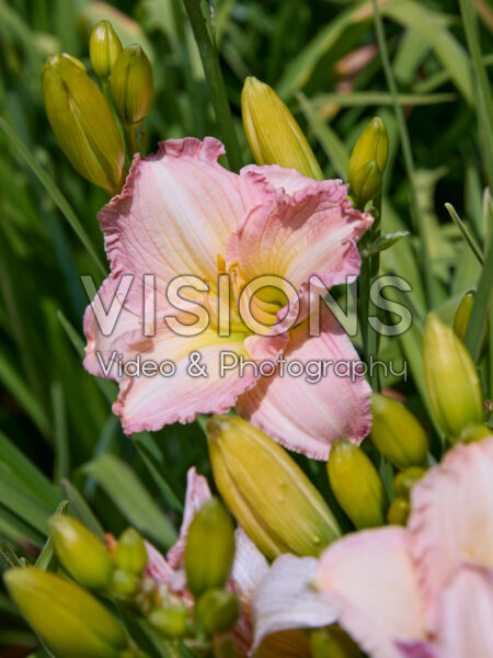 Hemerocallis Blush 'n Pink Eye Hemerocallis Blush 'n Pink Eye