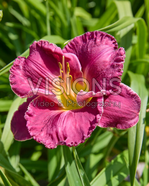 Hemerocallis Bettylen Hemerocallis Bettylen