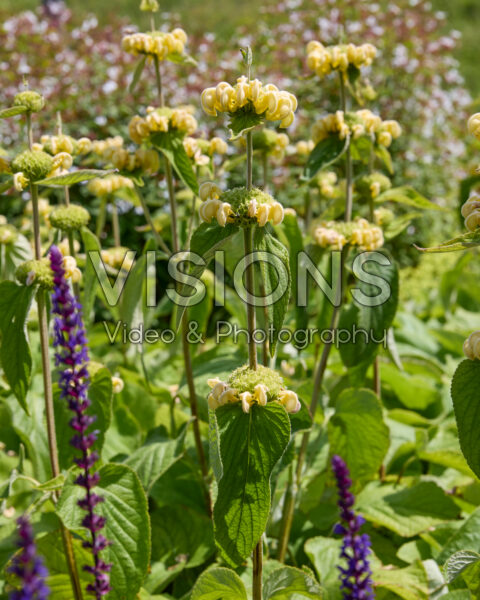 Phlomis russeliana Phlomis russeliana