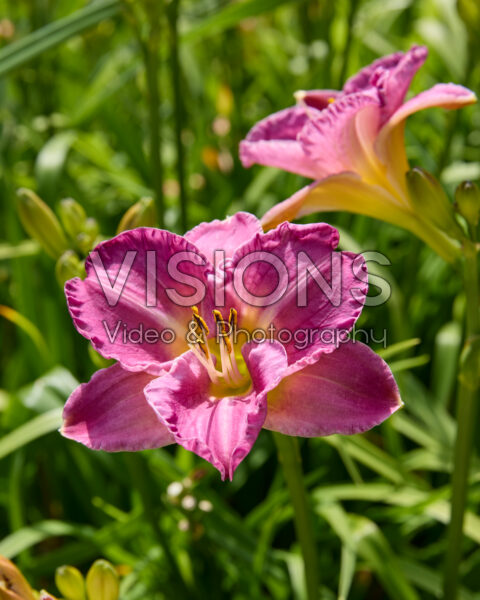 Hemerocallis Hemerocallis