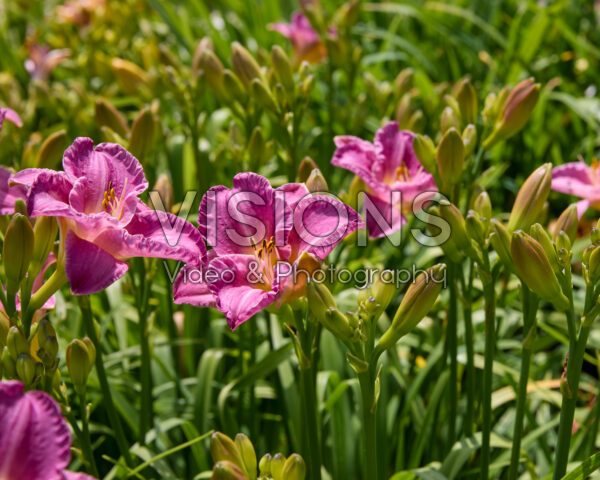 Hemerocallis