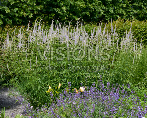 Veronicastrum virginicum Veronicastrum virginicum