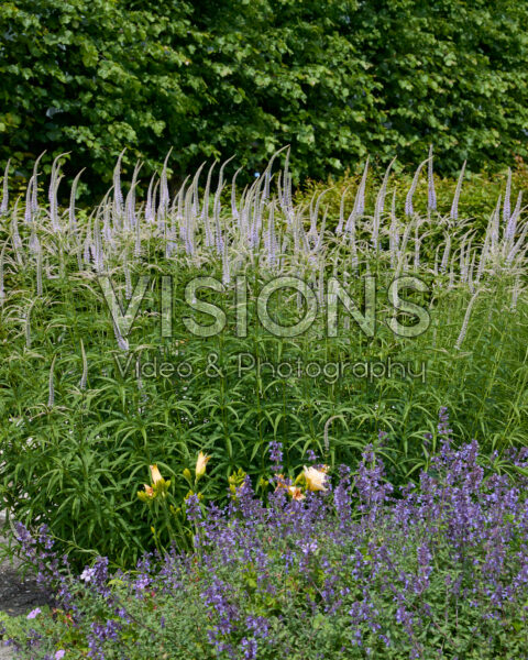 Veronicastrum virginicum Veronicastrum virginicum
