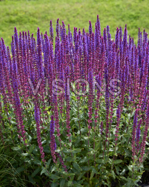 Salvia nemorosa Caradonna Salvia nemorosa Caradonna