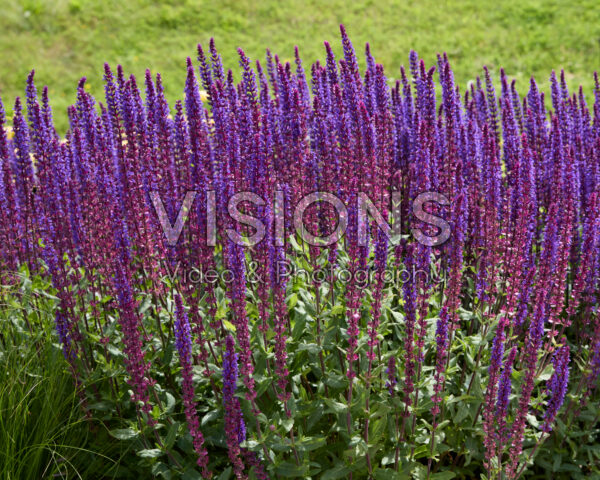 Salvia nemorosa Caradonna Salvia nemorosa Caradonna