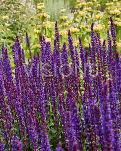 Salvia nemorosa Caradonna Salvia nemorosa Caradonna