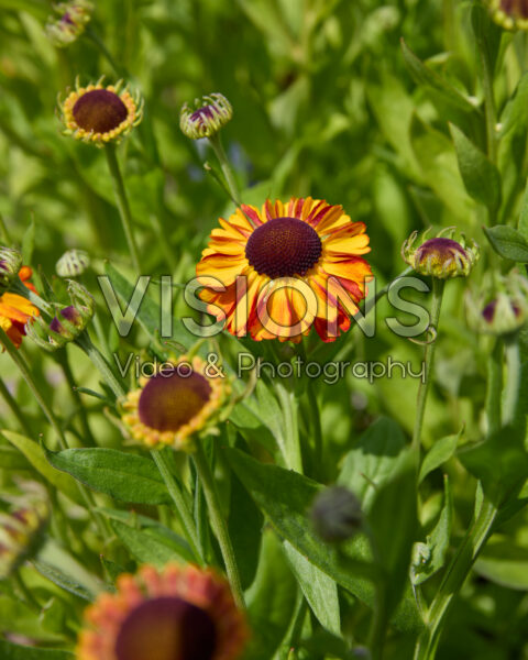 Helenium Sahin's Early Flowerer Helenium Sahin's Early Flowerer
