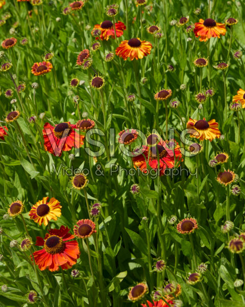 Helenium Sahin's Early Flowerer Helenium Sahin's Early Flowerer