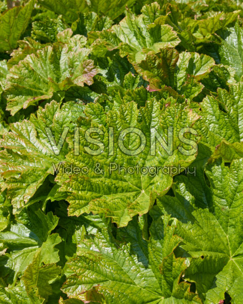 Darmera peltata Darmera peltata