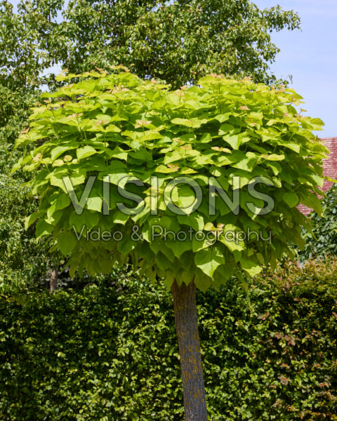 Catalpa bignonioides Aurea Catalpa bignonioides Aurea