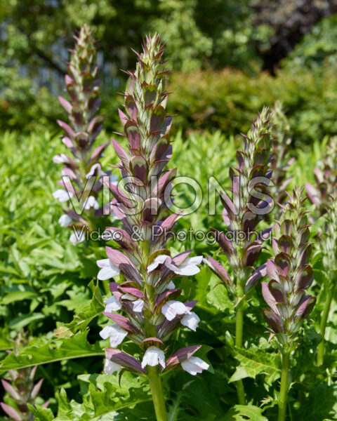 Acanthus mollis Acanthus mollis