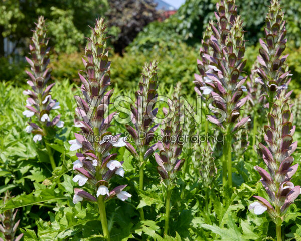 Acanthus mollis Acanthus mollis