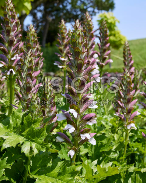 Acanthus mollis Acanthus mollis