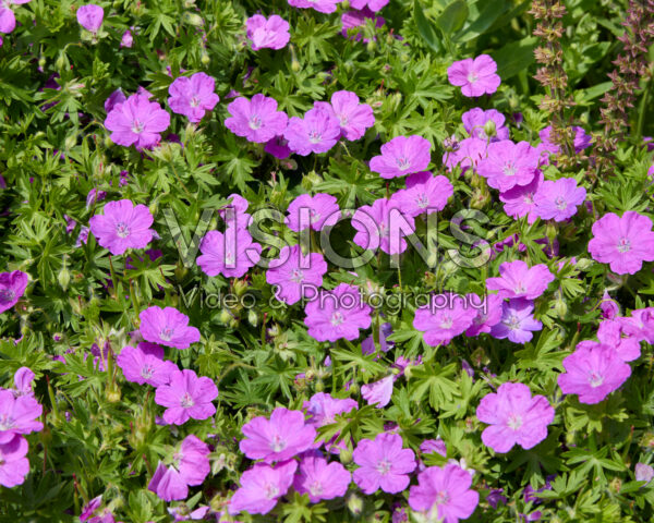 Geranium sanguineum Max Frei Geranium sanguineum Max Frei
