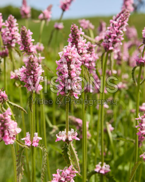Betonica officinalis Rosea Betonica officinalis Rosea