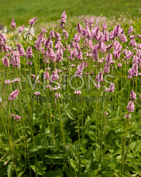 Betonica officinalis Rosea Betonica officinalis Rosea