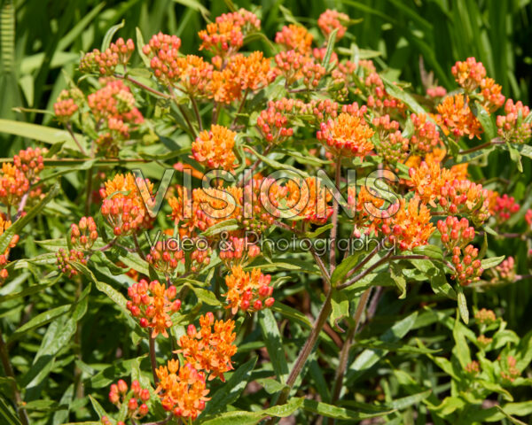 Asclepias tuberosa Asclepias tuberosa