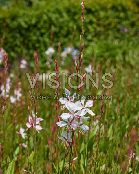 Gaura lindheimeri Gaura lindheimeri